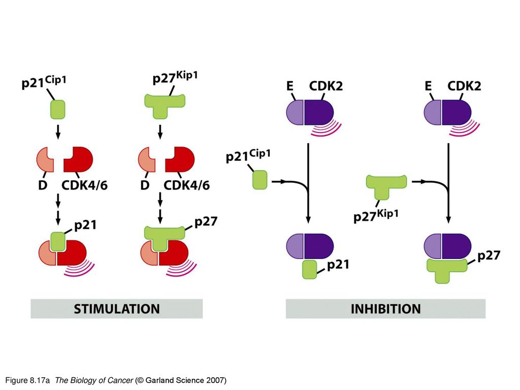 The Biology of Cancer Chapter 8 pRb and Control of the ppt download